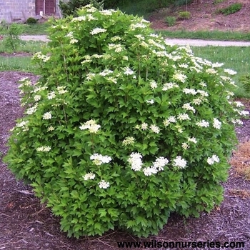 Viburnum trilobum 'Alfredo' 