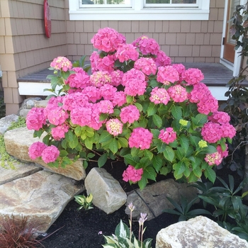 Hydrangea macrophylla 'Pink Elf®' Pia