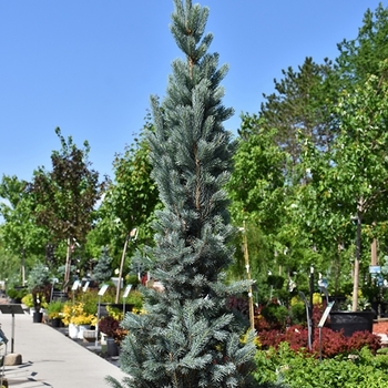 Picea pungens 'Blue Totem' 