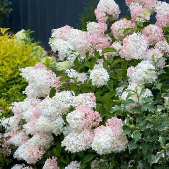 Hydrangea paniculata 'Phantom' 