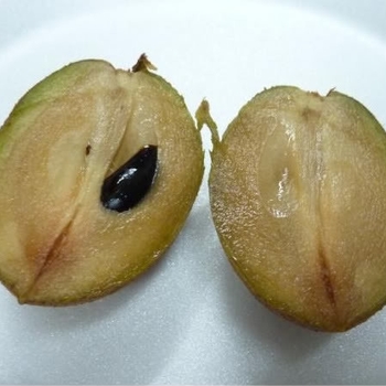 Manilkara zapota