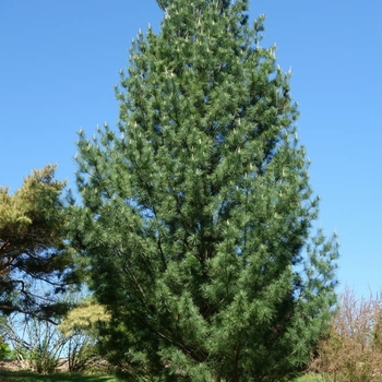 Pinus strobus 'Fastigiata' 