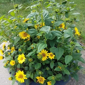 Helianthus 'Suncatcher' 