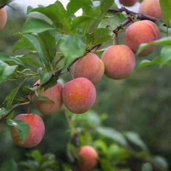 Prunus salicina 'Ozark Premier' 