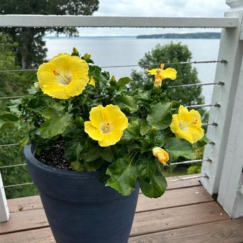 Hibiscus rosa-sinensis Tradewinds™ 'Bonaire Wind' (268762)