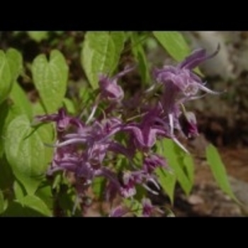 Epimedium 'Raspberry Rhapsody' 