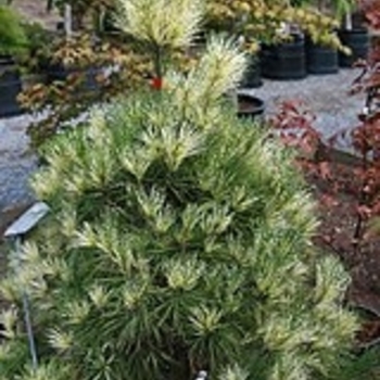 Pinus koraiensis 'Oculus Draconis' 