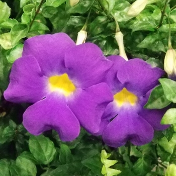 Thunbergia erecta