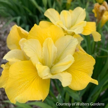 Iris sibirica 'Sunfisher' 