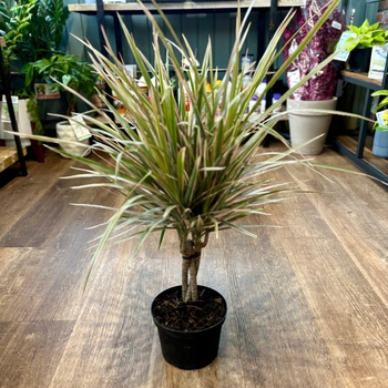 Dracaena marginata 'Colorama' 