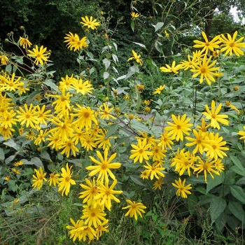 Helianthus tuberosus