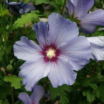 Hibiscus syriacus 'Minsyble9' 