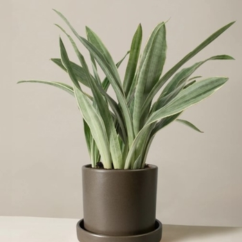 Sansevieria sayuri