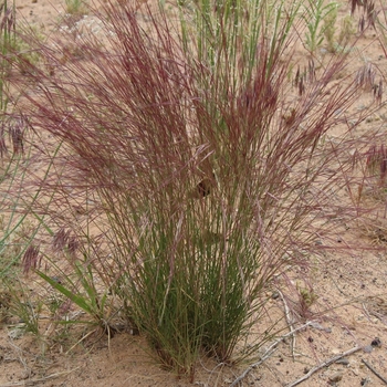 Aristida purpurea