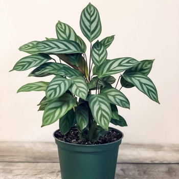 Calathea setosa 'Silver Star' 