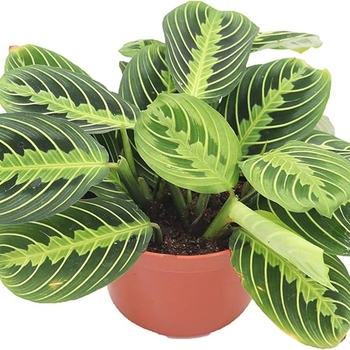 Maranta leuconeura 'Lemon Lime' 