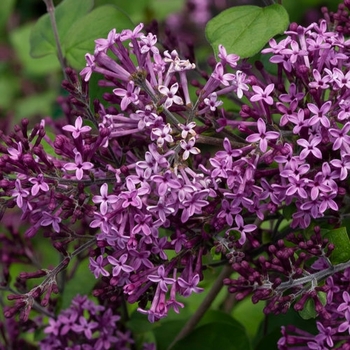 Syringa 'SMSJBP7' PP26549, Can 5076