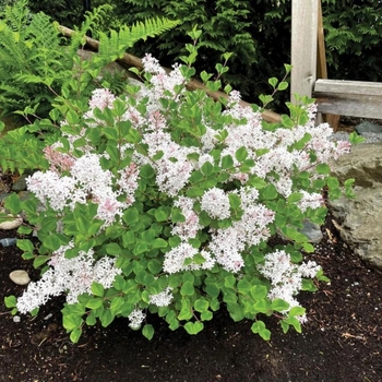 Syringa 'JDB123WHITEHOUSE' 