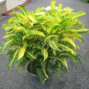 Codiaeum variegatum 'Banana' 