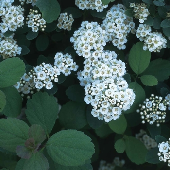 Spiraea betulifolia 'Tor' 