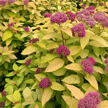 Spiraea japonica 'SMSJMLG' PPAF