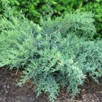 Juniperus chinensis 'Nick's Compact' 