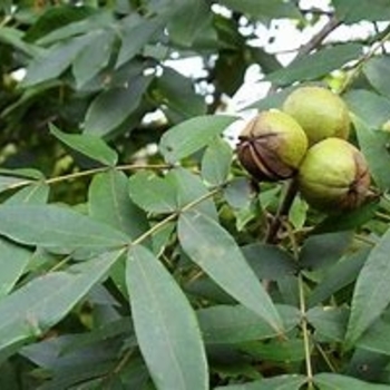 Carya tomentosa