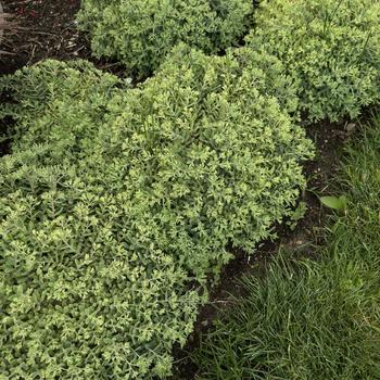 Sedum Rock 'N Grow® 'Pure Joy' (269266)