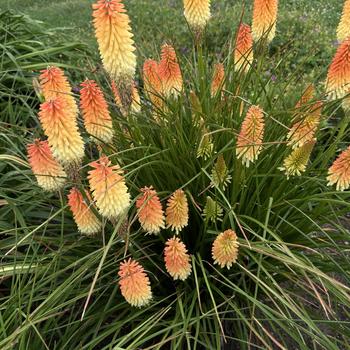 Kniphofia Pyromania™ 'Hot and Cold' (269268)