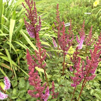 Astilbe chinensis 'Purpurkerze' 