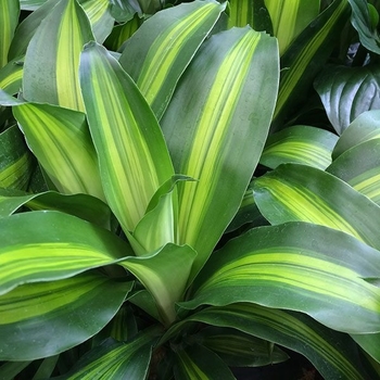 Dracaena fragrans 'Golden Heart' 