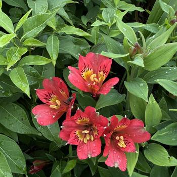 Alstroemeria 'Inca Joli™' (269312)