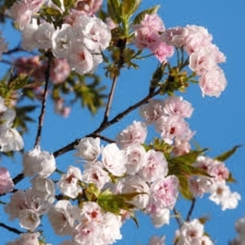 Prunus serrulata 'Mount Fuji' 