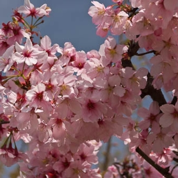 Prunus serrulata 'Pink Cloud' 