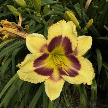 Hemerocallis Rainbow Rhythm® 'Star of the North' (269320)