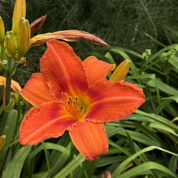 Hemerocallis 'Alabama Jubilee' (269331)