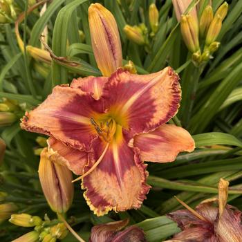 Hemerocallis Rainbow Rhythm® 'Lake of Fire' (269335)