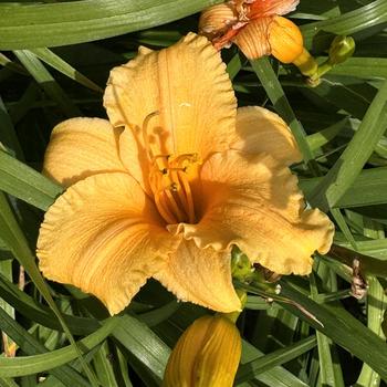 Hemerocallis 'Apricot Sparkles' (269345)