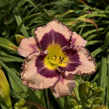 Hemerocallis Rainbow Rhythm® 'Sound of My Heart' (269346)