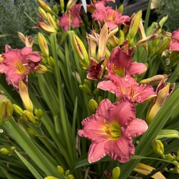 Hemerocallis Happy Ever Appster™ 'Passionate Returns' (269347)