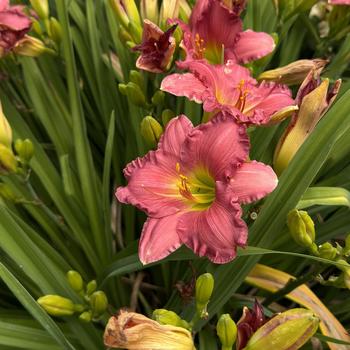 Hemerocallis Happy Ever Appster™ 'Passionate Returns' (269348)