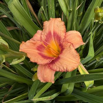 Hemerocallis 'Strawberry Candy' (269349)