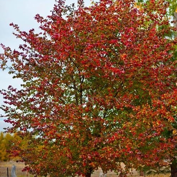 Crataegus phaenopyrum 'Lustre' 