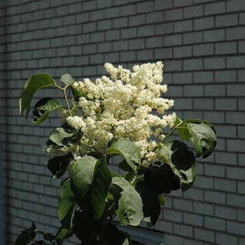 Syringa reticulata 'Elliott' 