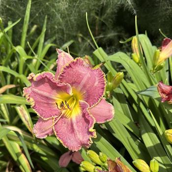 Hemerocallis 'Raspberry Eclipse' (269380)