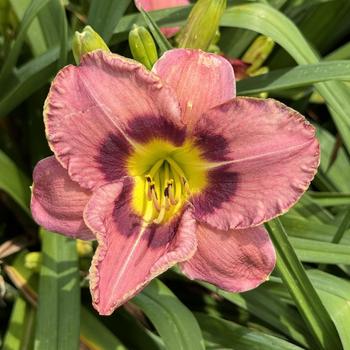 Hemerocallis 'Always Afternoon' (269381)