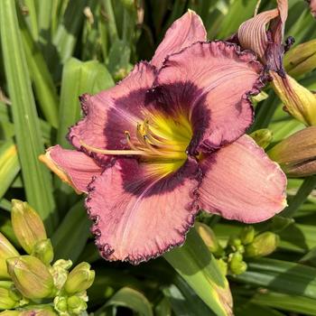 Hemerocallis 'Be Fruitful and Multiply' (269382)