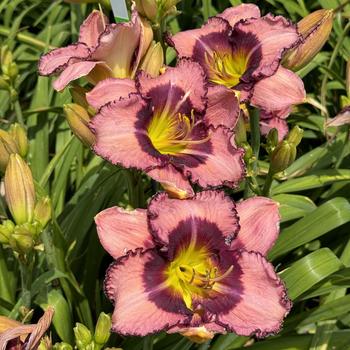 Hemerocallis 'Be Fruitful and Multiply' 