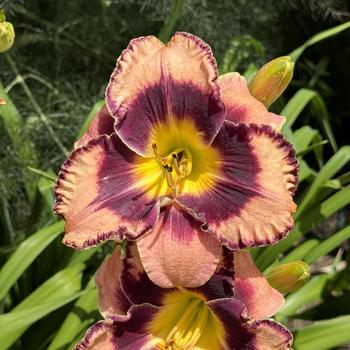 Hemerocallis 'Rock Solid' (269389)