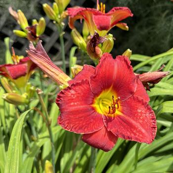 Hemerocallis 'Funny Valentine' (269393)